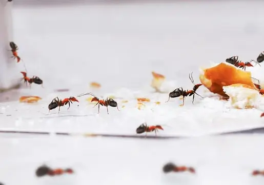Ant control