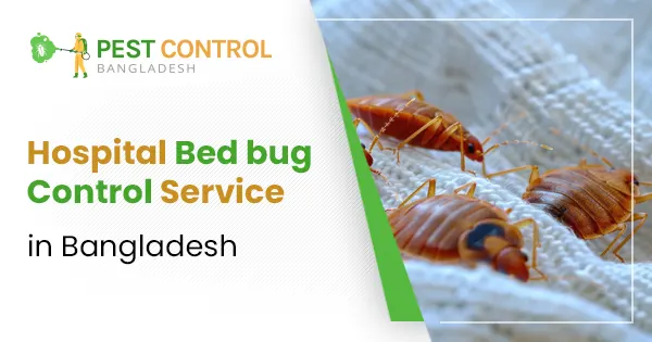 Affordable hospital bed bug control service in Bangladesh