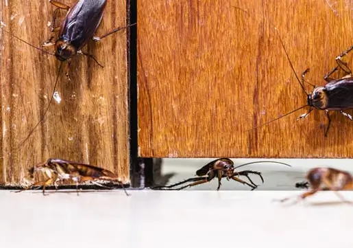 Cockroach control service