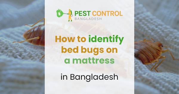How to identify bed bugs on a mattress: 7 Signs