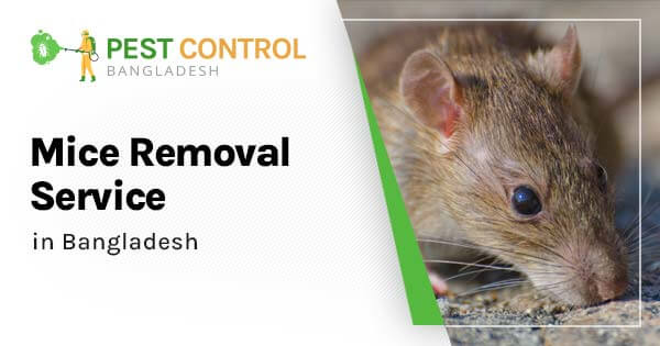 Mice removal service in Bangladesh – Fast & Safe