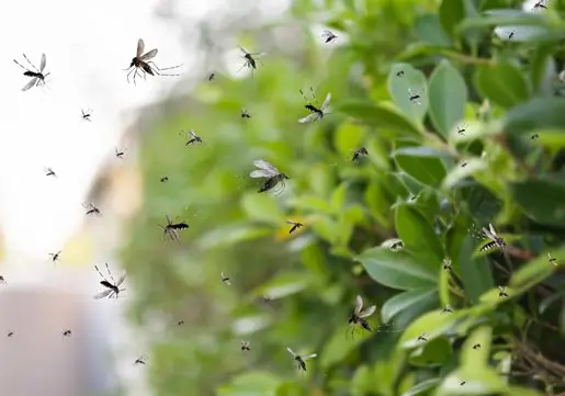 Mosquito control service