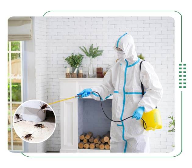 Odorless cockroach control service for apartments in Dhaka