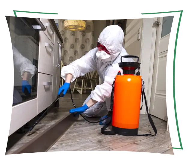 Pest inspection and treatment process
