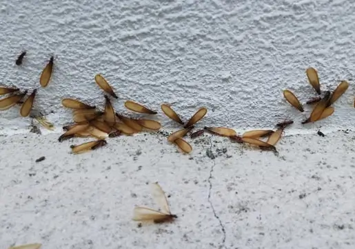 Termite control treatment
