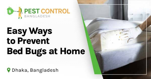 Easy ways to prevent Bed Bugs at home in Bangladesh